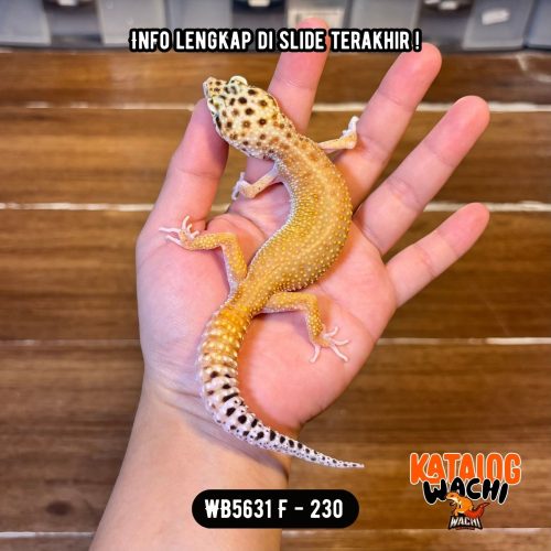 WB5631 F | Ovulasi, Siap Kawin 👌🏻