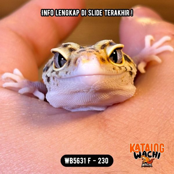 WB5631 F | Ovulasi, Siap Kawin 👌🏻