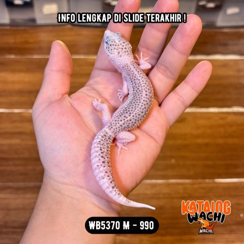 WB5370 M | Si Paling Senyum 🥹 Mata Full Hitam ⚫️👅⚫️