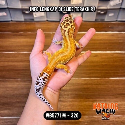WB5771 M | GEDEEEE 🤯