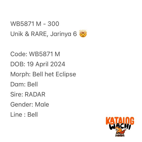 WB5871 M | Unik & RARE, Jarinya 6 🤯