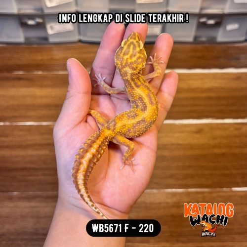 WB5671 F