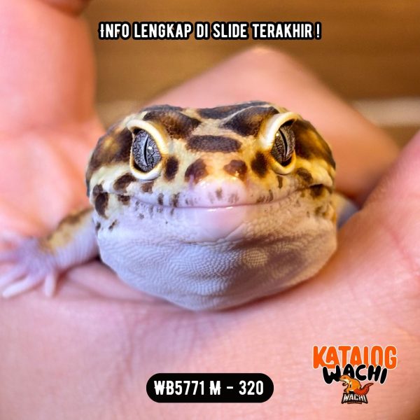 WB5771 M | GEDEEEE 🤯