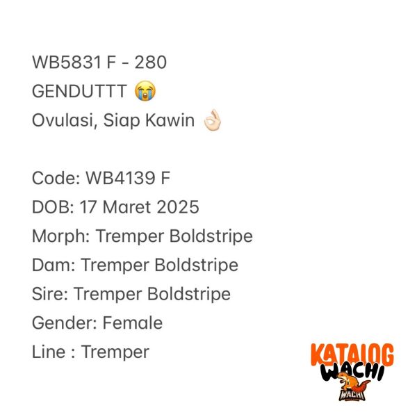 WB5831 F | GENDUTTT 😭 Ovulasi, Siap Kawin 👌🏻