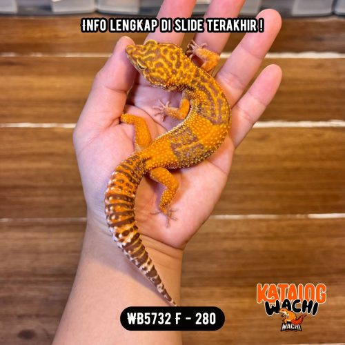 WB5732 F