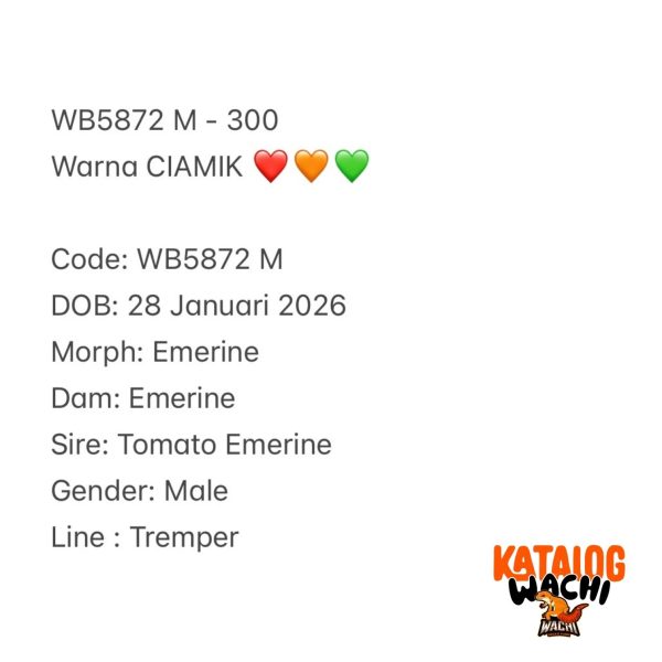 WB5872 M | Warna CIAMIK ❤️🧡💚