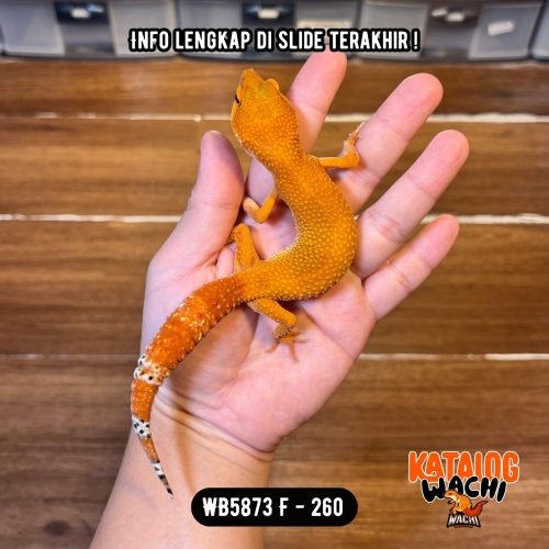 WB5873 F | Es Jeruk 🍊