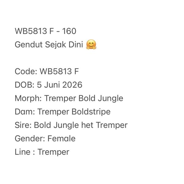 WB5813 F | Gendut Sejak Dini 🤗