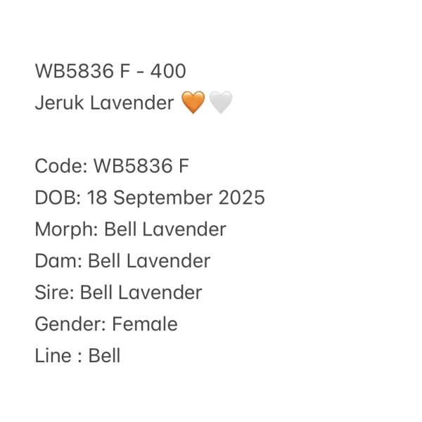 WB5836 F | Jeruk Lavender 🧡🤍 Ovulasi, Siap Kawin 👌🏻