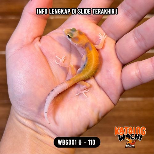 1 WB6001 U