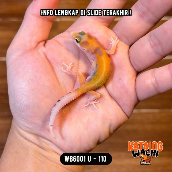 WB6001 U