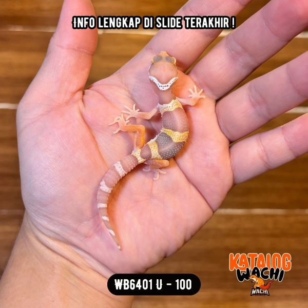 WB6401 U