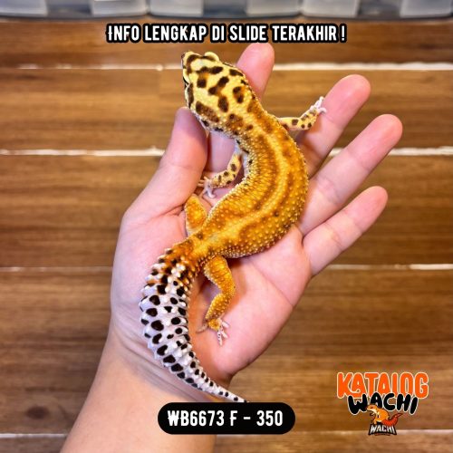 WB6673 F | Gendut & Pattern Ciamik 😍