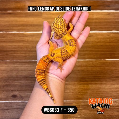 100 WB6033 F | Cakep & Gendut 🍊🤗