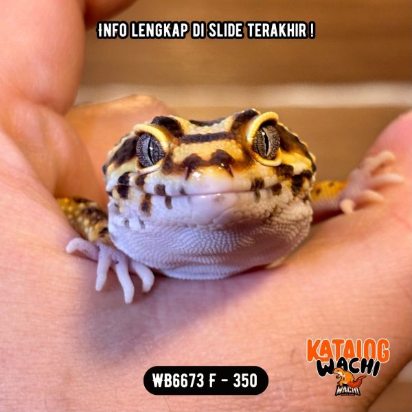 WB6673 F | Gendut & Pattern Ciamik 😍