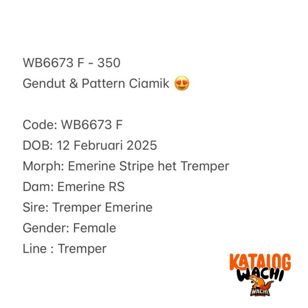 WB6673 F | Gendut & Pattern Ciamik 😍