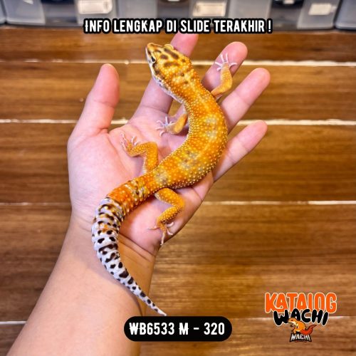 WB6533 M | Warna CIAMIK ❤️🧡💚
