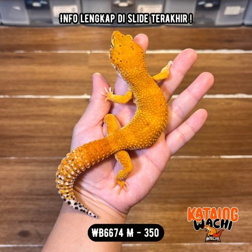 WB6674 M | Jeruk GUEDEEE 🤯