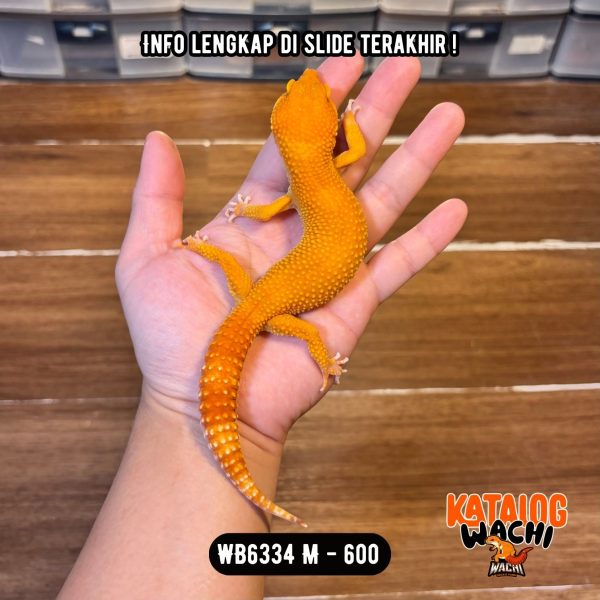 WB6334 M | Cosplay Charizard 🔥
