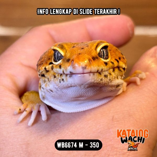 WB6674 M | Jeruk GUEDEEE 🤯