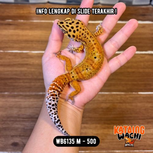 WB6135 M | CAKEP BANGET ❤️🧡💚