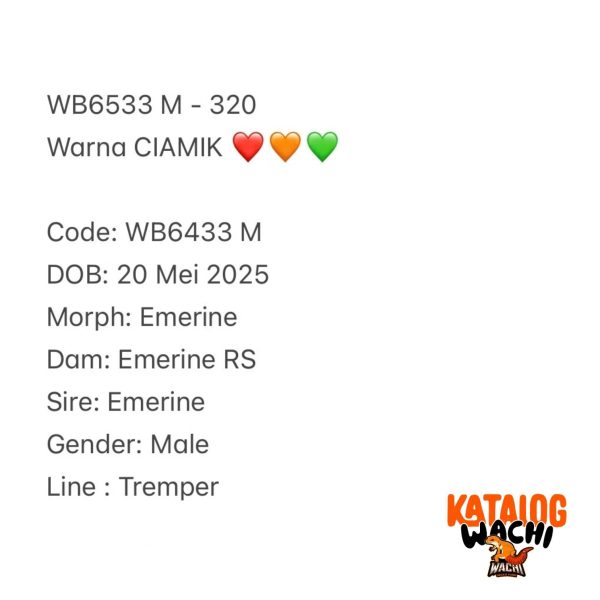WB6533 M | Warna CIAMIK ❤️🧡💚