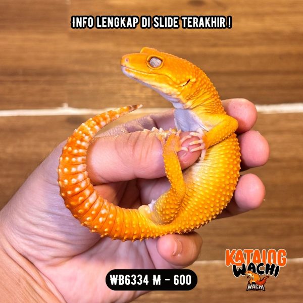 WB6334 M | Cosplay Charizard 🔥