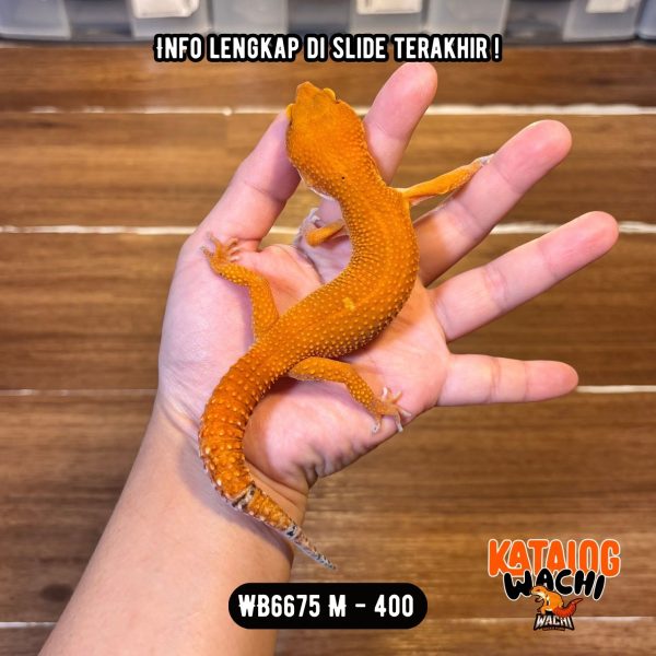 WB6675 M | PEDES BANGET 🥵🥵🥵