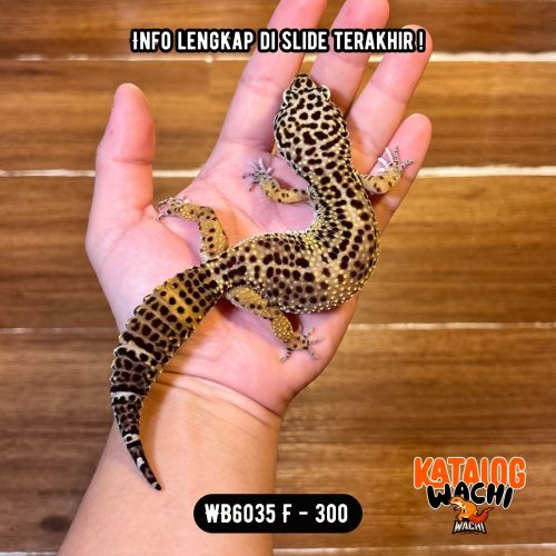 106 WB6035 F | GENDUTTT 😭 Ovulasi, Siap Kawin 👌🏻