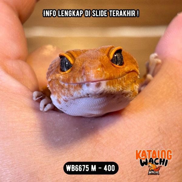 WB6675 M | PEDES BANGET 🥵🥵🥵