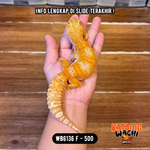 WB6136 F | Jeruk OBESITAS 😭🍊
