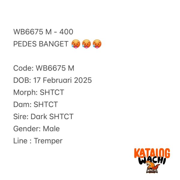 WB6675 M | PEDES BANGET 🥵🥵🥵