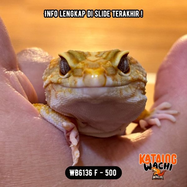 WB6136 F | Jeruk OBESITAS 😭🍊