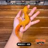 WB6535 F | Charizard Betina 🔥 Ovulasi, Siap Kawin 👌🏻