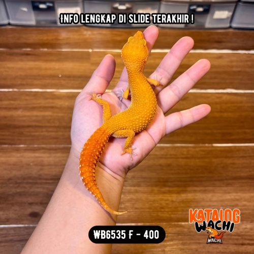 WB6535 F | Charizard Betina 🔥 Ovulasi, Siap Kawin 👌🏻