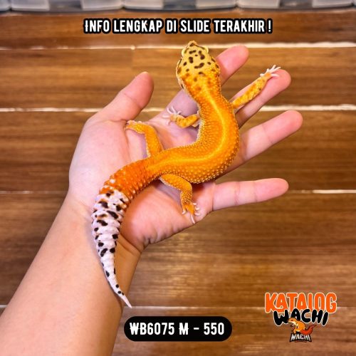 WB6075 M | Warna Ciamik ❤️🧡💚