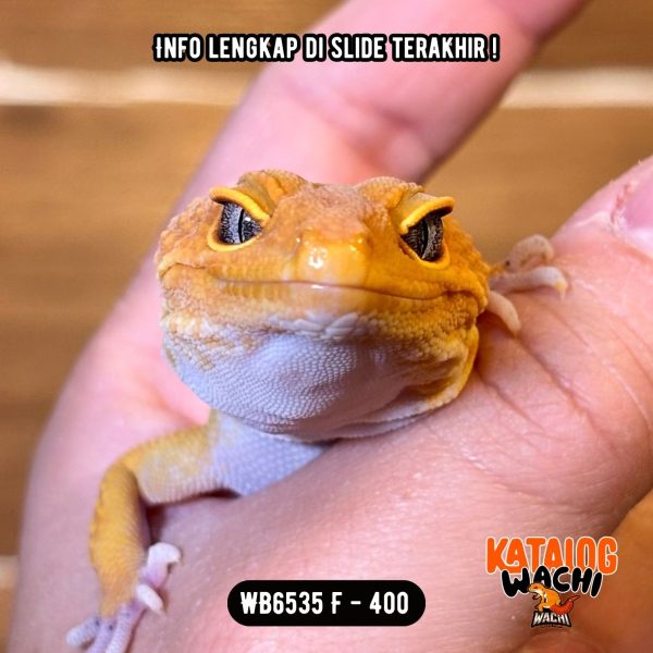 WB6535 F | Charizard Betina 🔥 Ovulasi, Siap Kawin 👌🏻