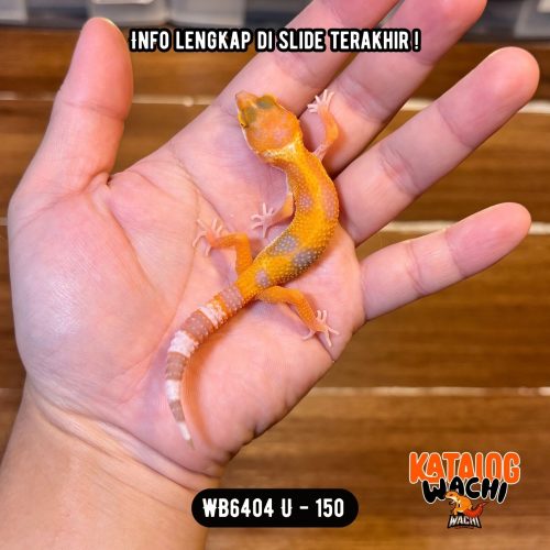 WB6404 U | Baby Jeruk 🍊