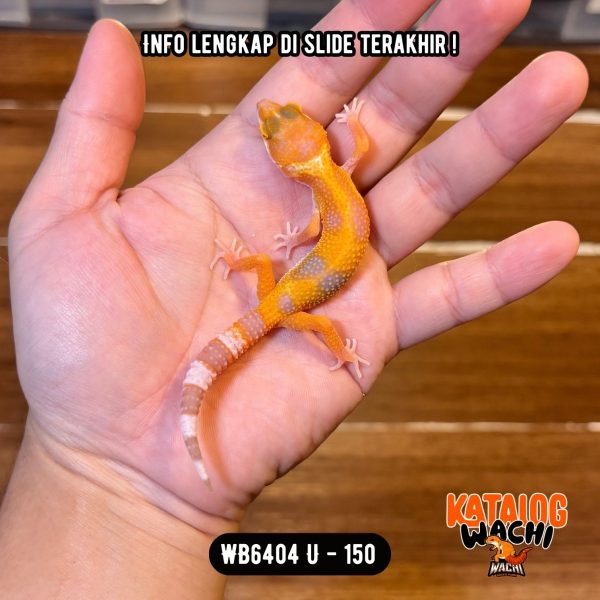 WB6404 U | Baby Jeruk 🍊