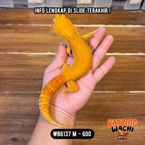 WB6137 M | Jeruk GEEDEE & GENDUTT 🤯🍊