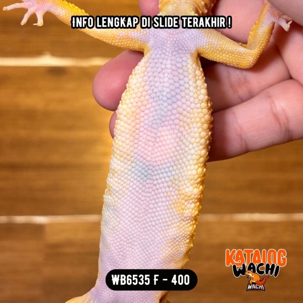 WB6535 F | Charizard Betina 🔥 Ovulasi, Siap Kawin 👌🏻