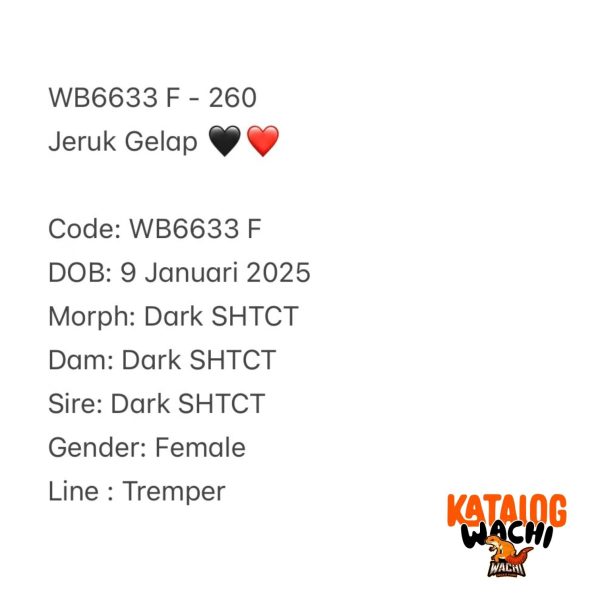 WB6633 F | Jeruk Gelap 🖤❤️