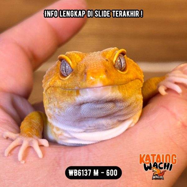 WB6137 M | Jeruk GEEDEE & GENDUTT 🤯🍊