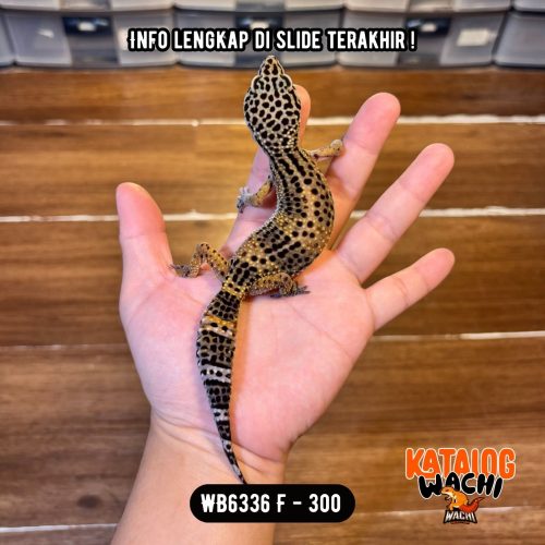 WB6336 F | Ireng Jeruk 🖤🧡 Ovulasi, Siap Kawin 👌🏻