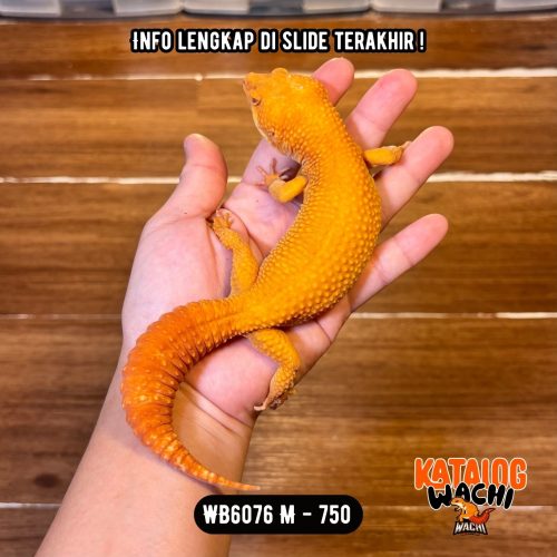 WB6076 M | Jeruk MONTOK MAKSIMAL 🤯