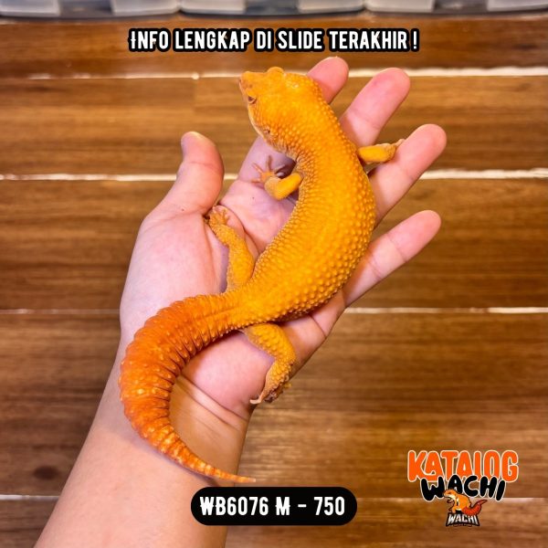 WB6076 M | Jeruk MONTOK MAKSIMAL 🤯