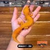 WB6634 F | Full Oyen 🍊