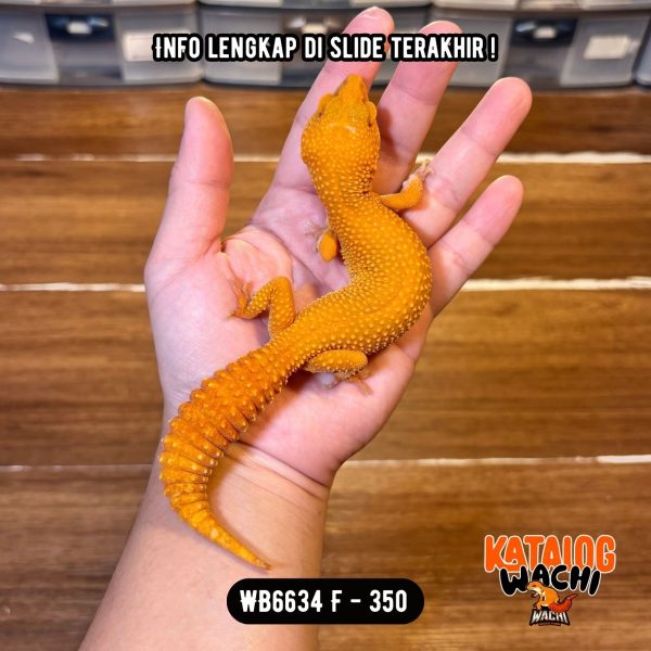 WB6634 F | Full Oyen 🍊
