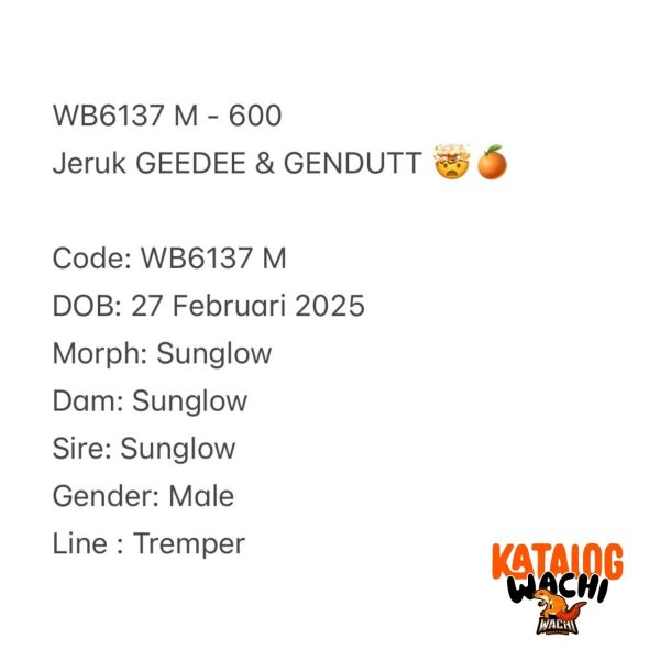 WB6137 M | Jeruk GEEDEE & GENDUTT 🤯🍊