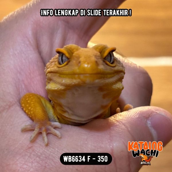 WB6634 F | Full Oyen 🍊